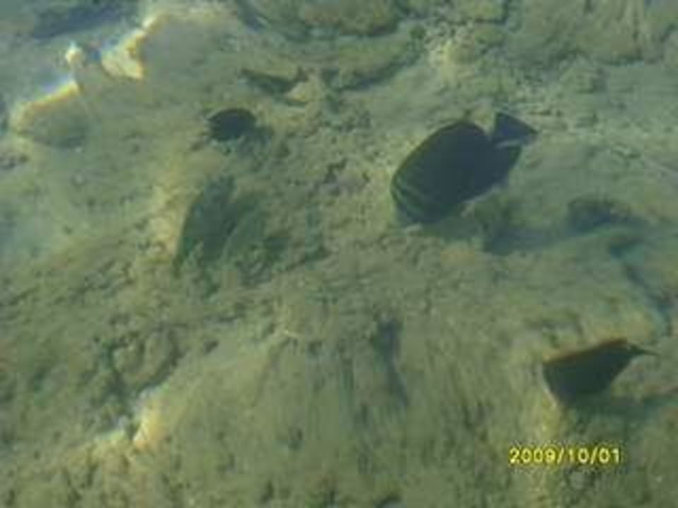 Rafa przy plaży Albatros Sharm Resort