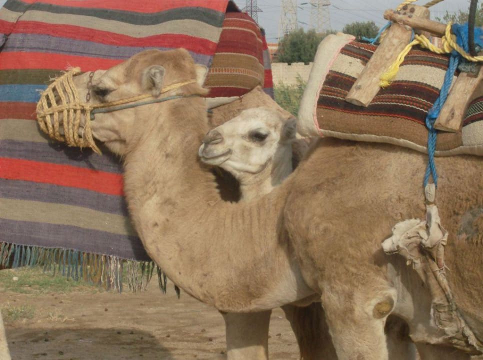 Kamelreiten Houda Golf & Beach Club