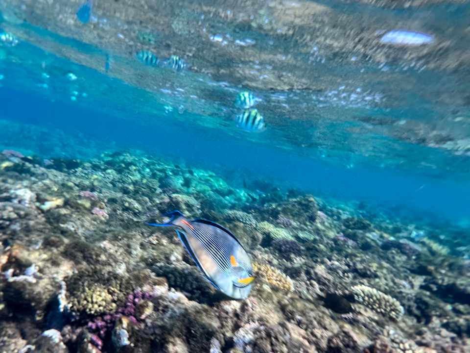 Pool Malikia Resort Abu Dabbab