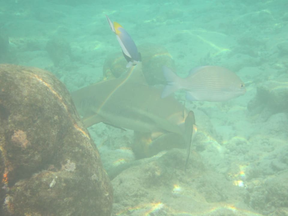 Großer Schwarzspitzenriffhai Adaaran Select Hudhuran Fushi - Premium All Inclusive