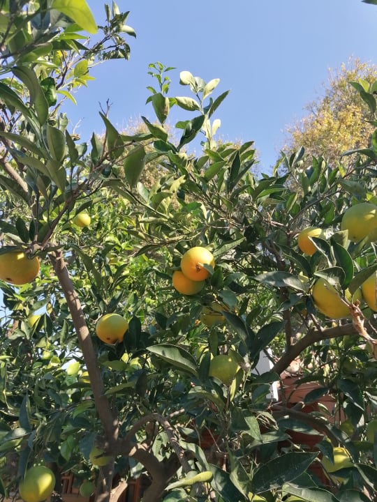 Sonstiges Özlem Garden Hotel