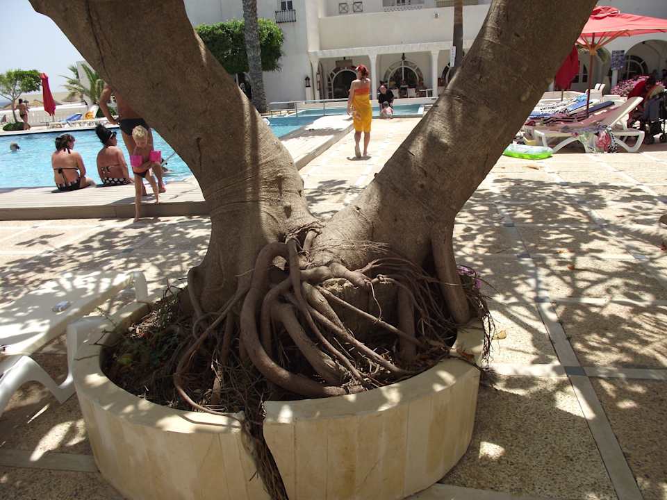 Richtung Pool Alassio Hotel and Thalasso