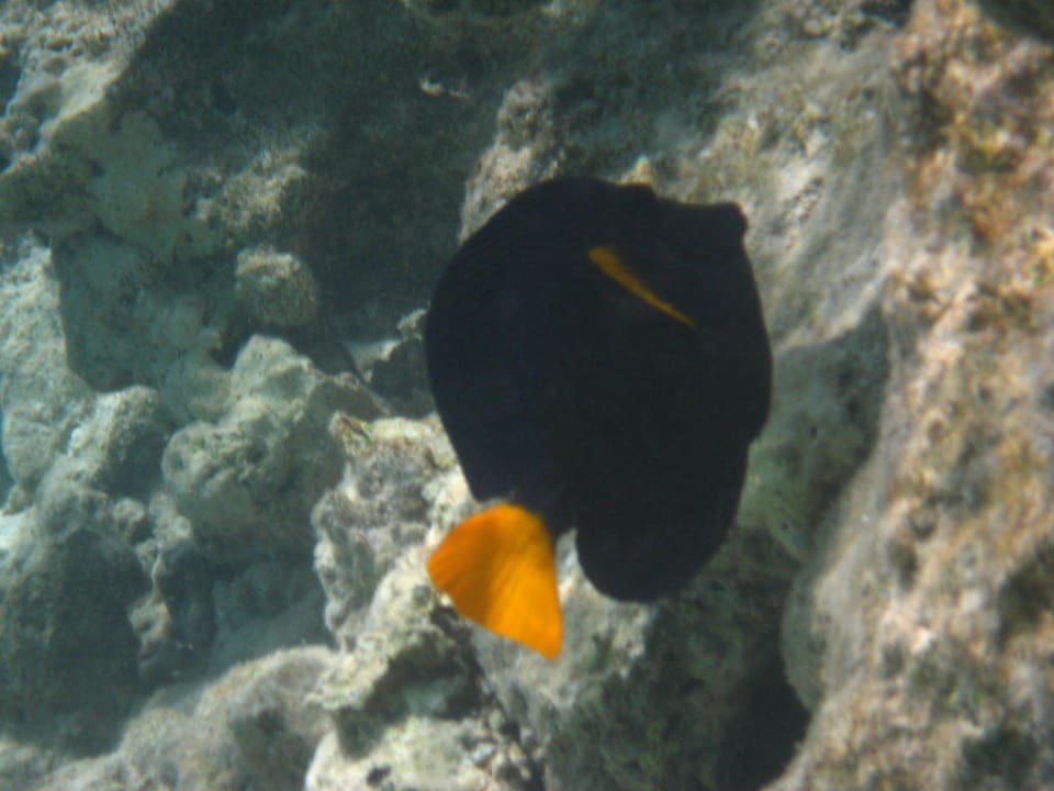 Unterwasserwelt Grand Makadi