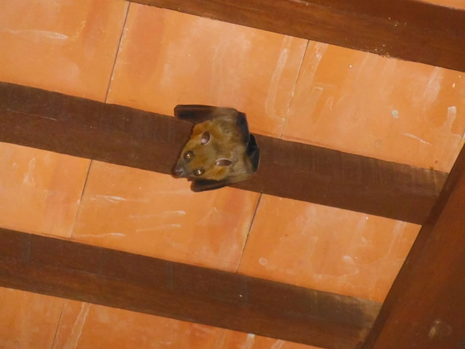 Hausfreund beim Zi 622 in der Ecke (Treppe) Khaolak Laguna Resort