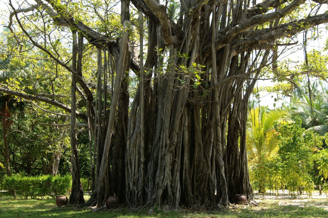 Riesenbaum Meeru Maldives Resort Island