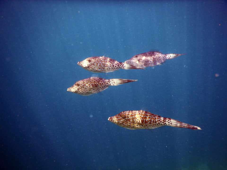 Unterwasserwelt Kuramathi Maldives
