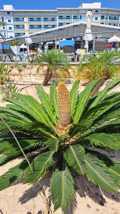 Gartenanlage Asterias Beach