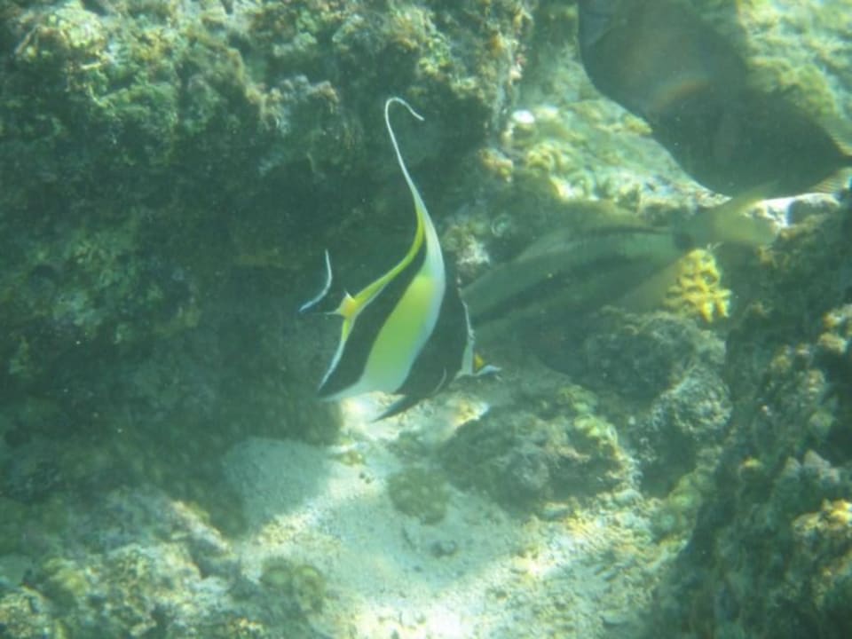 Poisson Shandrani Beachcomber Resort & Spa