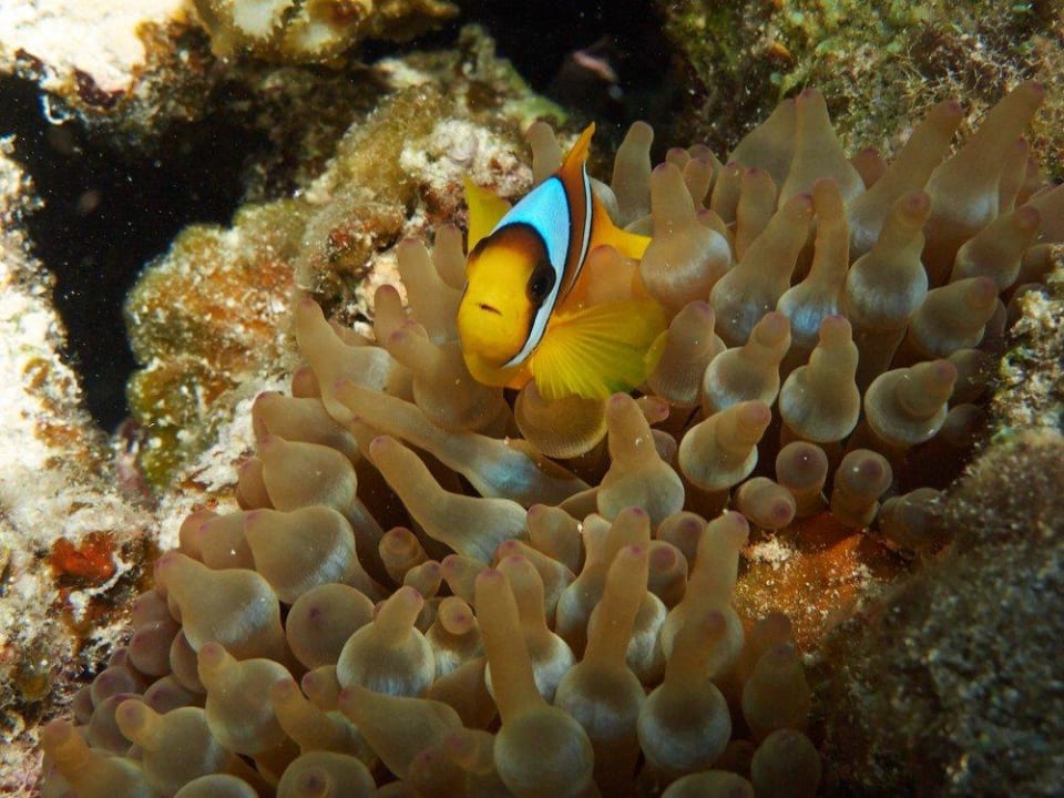 Clownfisch Malikia Resort Abu Dabbab