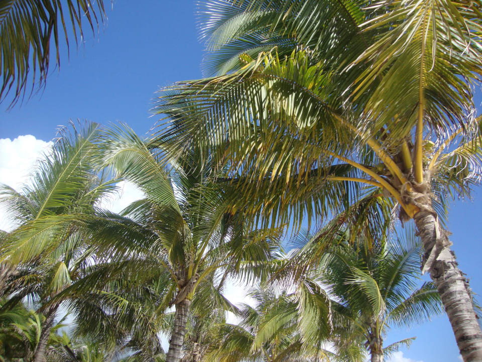 Hotel Catalonia Playa Maroma Catalonia Playa Maroma