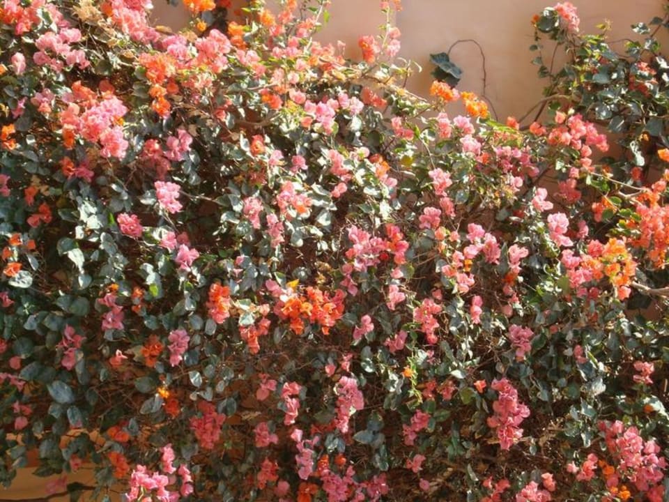 Blumen Giftun Azur Resort