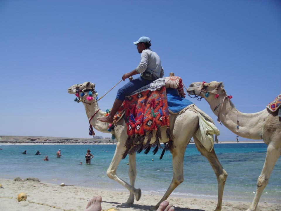 Plaza Malikia Resort Abu Dabbab