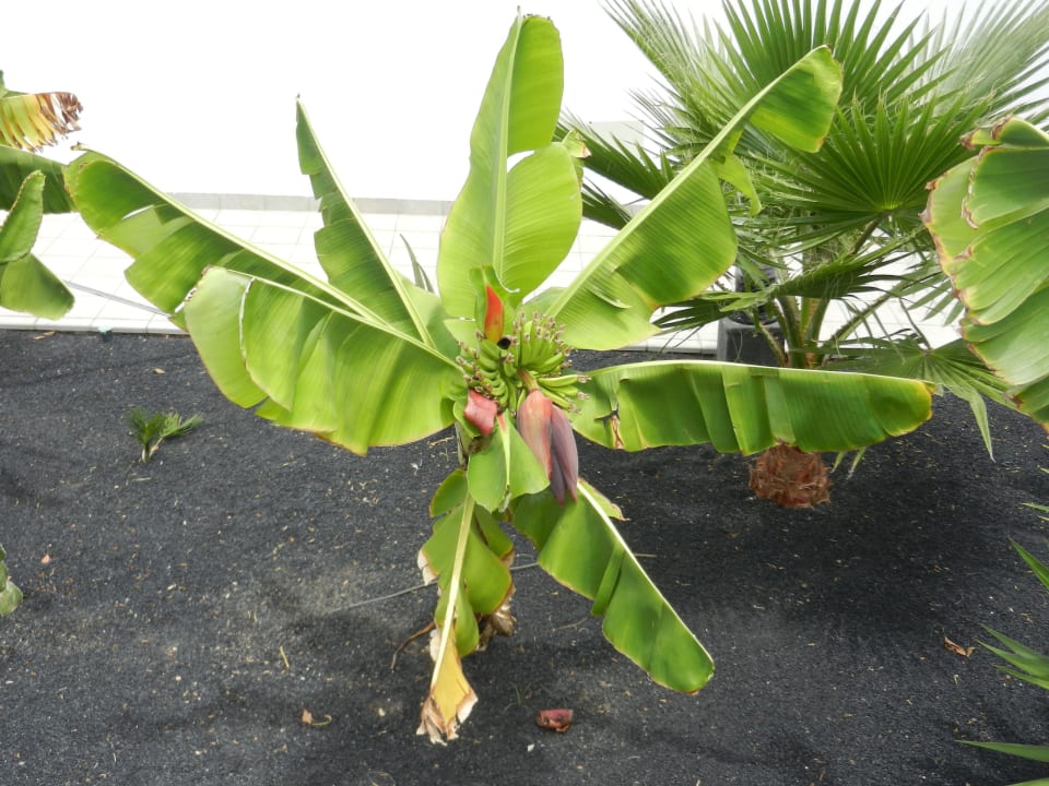 Eigene Bananenstauden  Hotel Las Costas