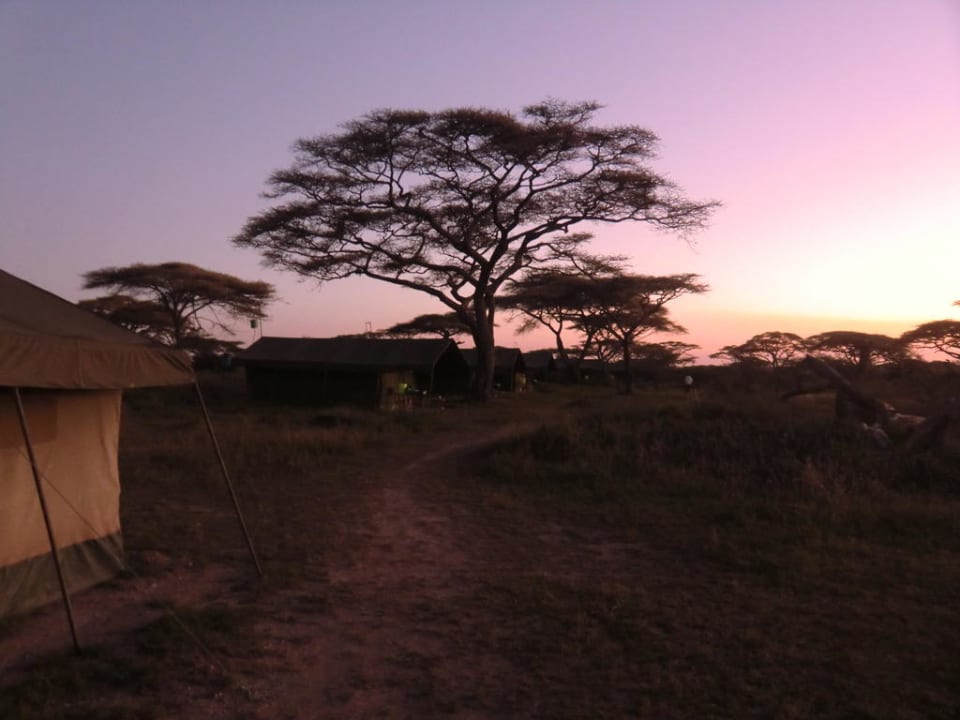 Morgengrauen Flycatcher Camp