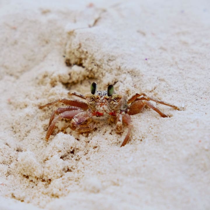 Strand Neptune Pwani Beach Resort & Spa