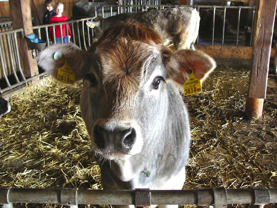 Pension Wiesenhof Wiesenhof