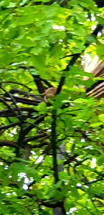 Gartenanlage Biyadhoo Island Resort