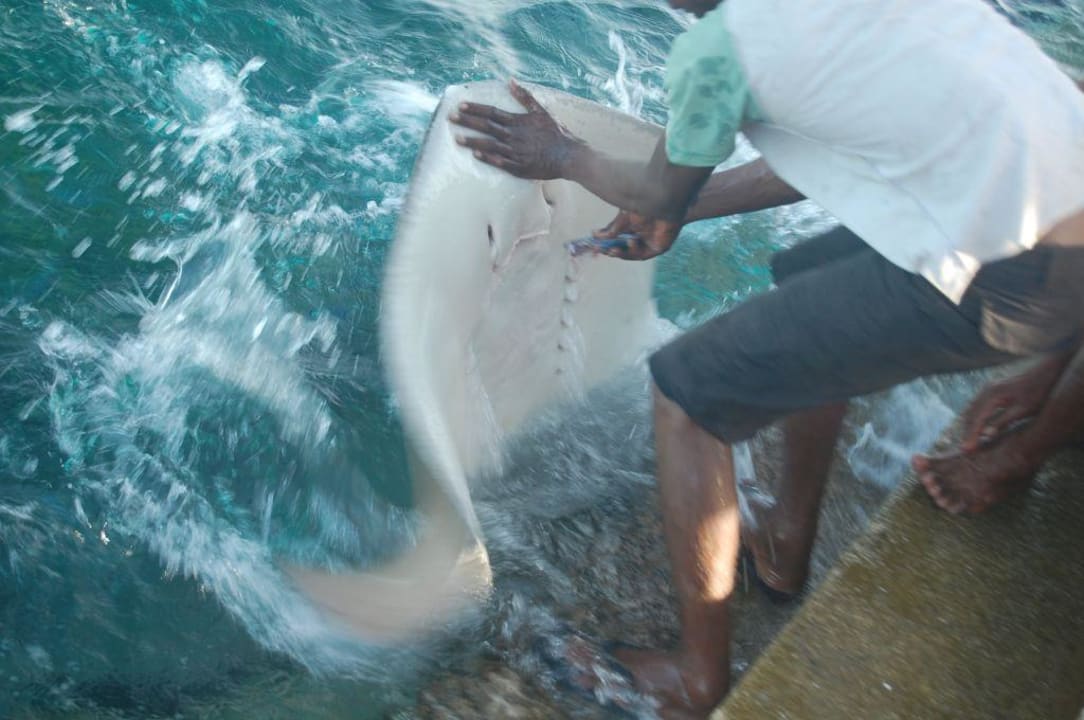 Rochenfütterung Summer Island Maldives