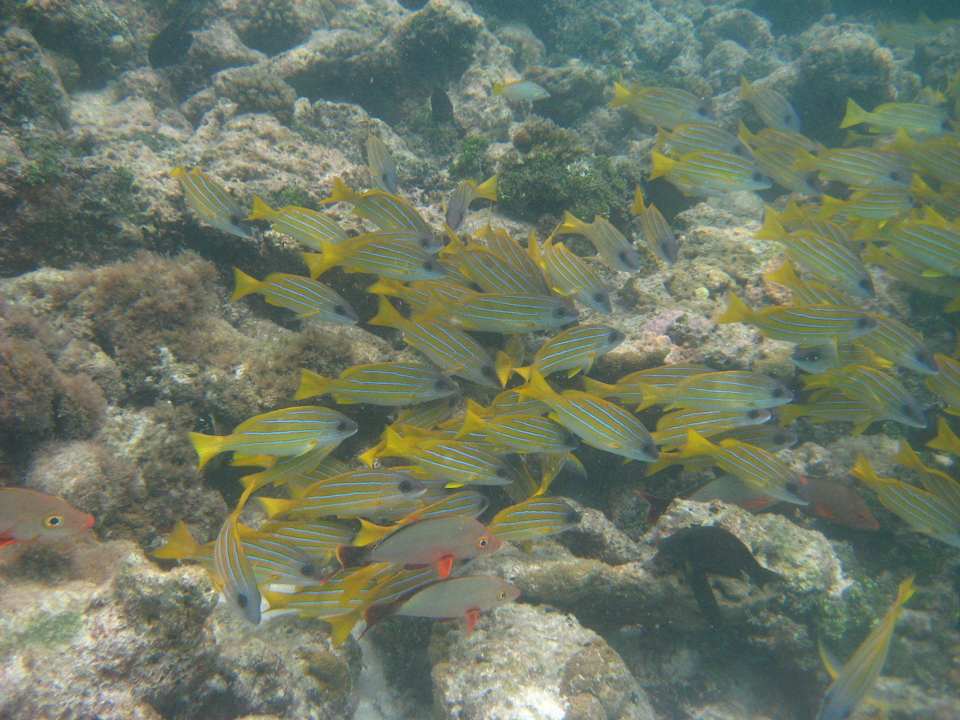 Schnorcheln Meeru Maldives Resort Island