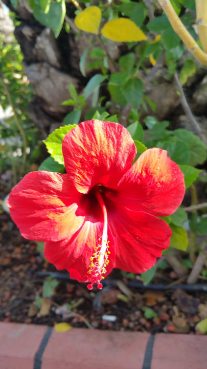 Hibiskusblüten  Aydinbey Famous Resort