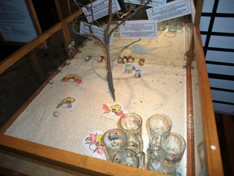 Vorbereitung Crab Race Reethi Beach Resort