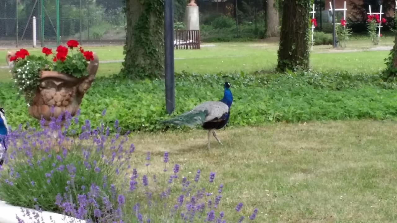 Freilaufende Tiere Hotel Pałac Runowo