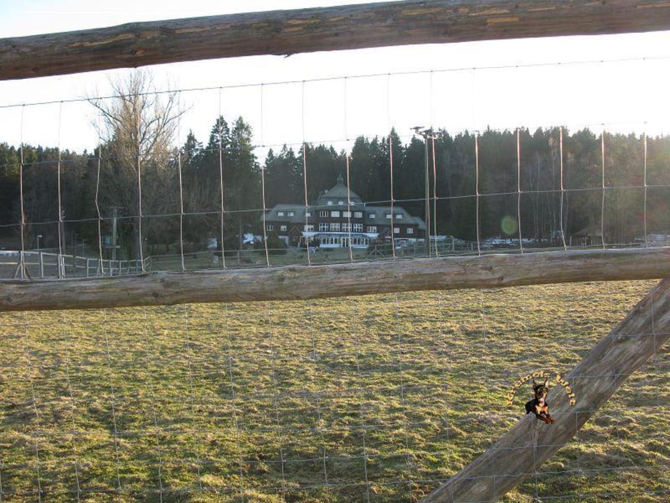 Blick auf das Hotel vom Wildgehege aus Hotel Harzhaus