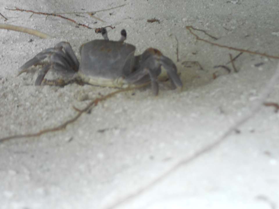 Auch er wohnt hier auf Meer - Mr. Krebs Meeru Maldives Resort Island