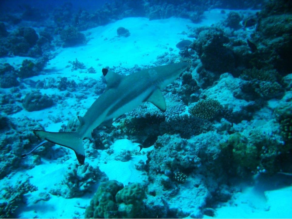 Schwarzspitzen-Riffhai Kuramathi Maldives