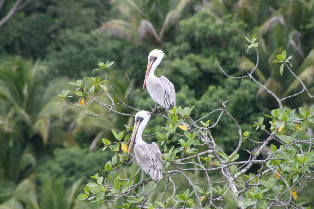 Die Tierwelt in und um die Lodge Playa Nicuesa Rainforest Lodge