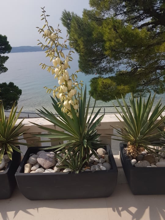 Ausblick Bluesun Hotel Soline