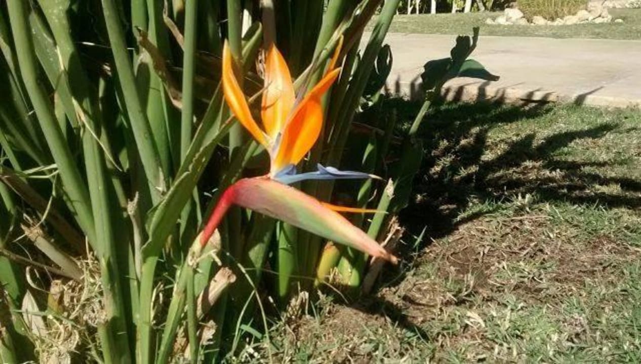 Strelizie  Shams Prestige Abu Soma-Adults Only