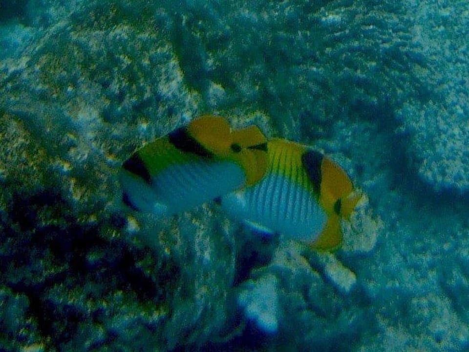 Schnorcheln Kuramathi Maldives