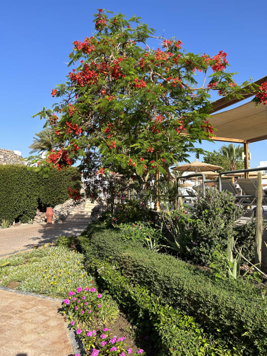 Gartenanlage Shams Safaga Resort