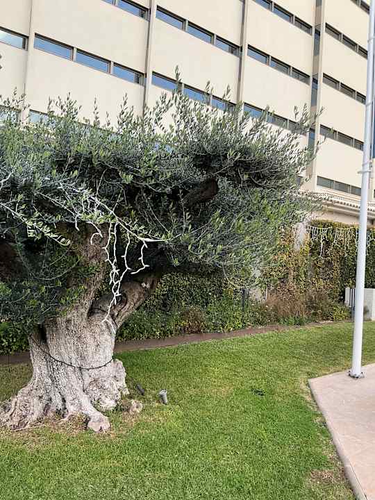 Gartenanlage Hipotels Cala Millor Park