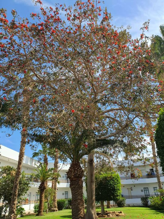Gartenanlage The Grand Hotel Hurghada