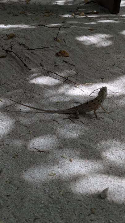 Strand Summer Island Maldives