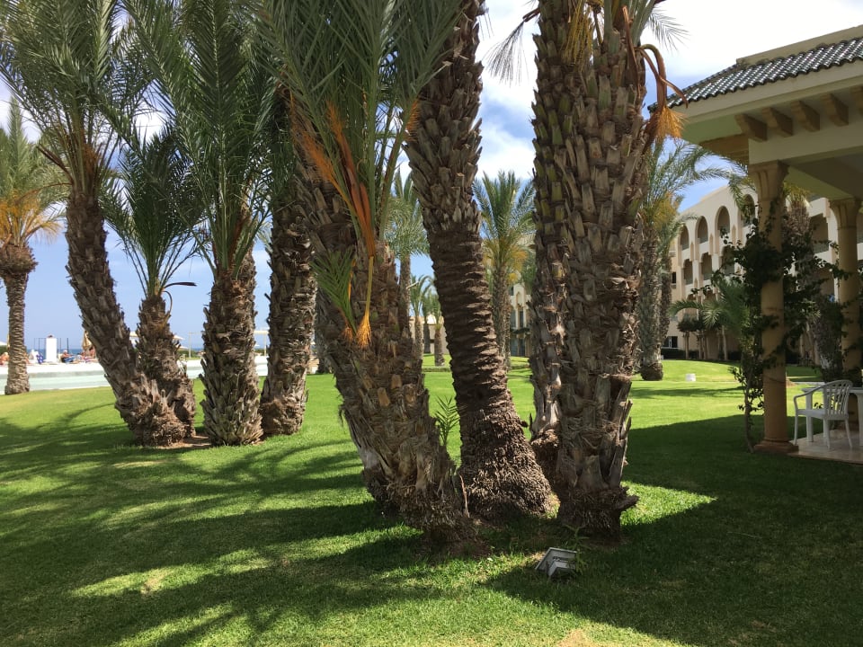 Gartenanlage Iberostar Waves Averroes