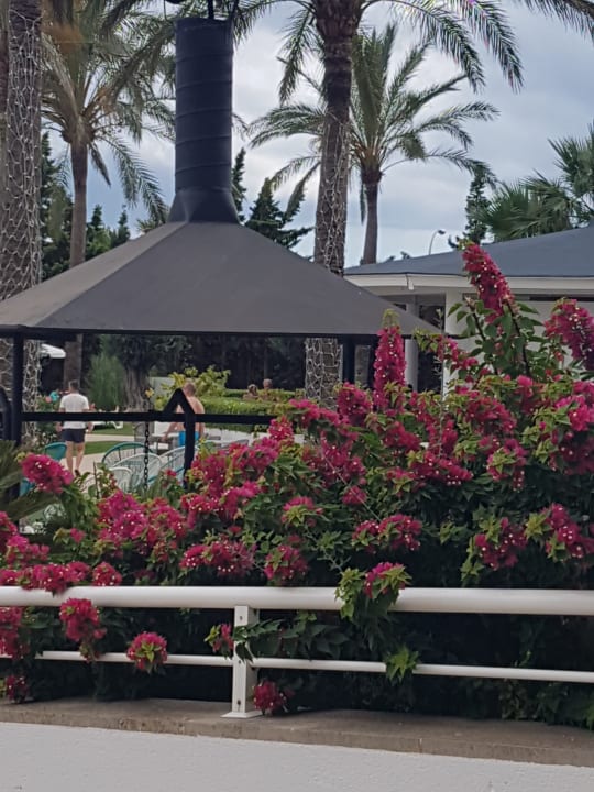 Gartenanlage Hotel Cala Millor Garden - Adults only