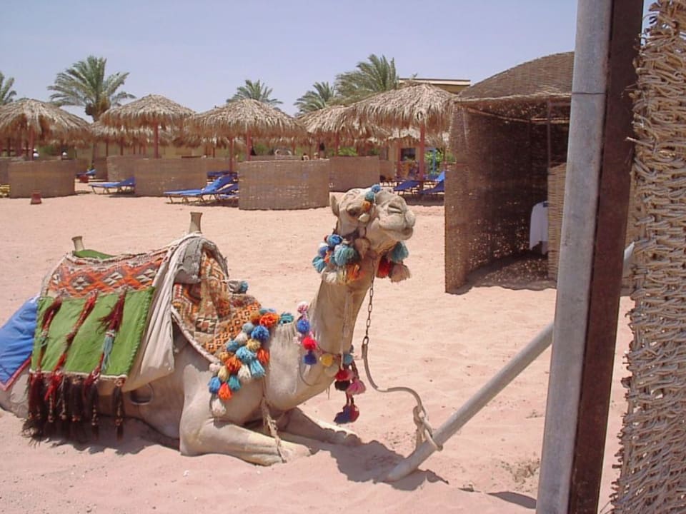 Einheimischer Jaz Makadi Oasis Resort