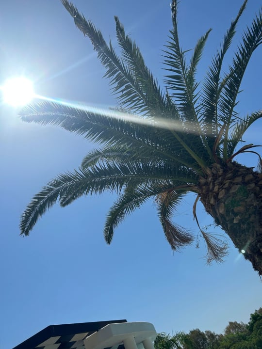 Gartenanlage Hotel Calypso Beach