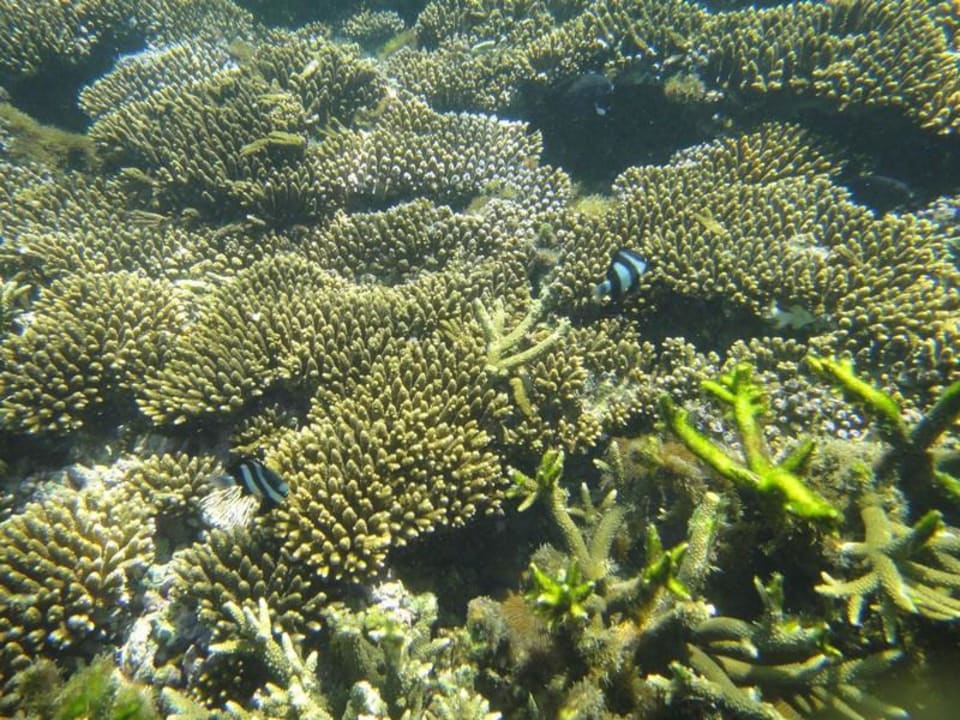 Poisson Shandrani Beachcomber Resort & Spa