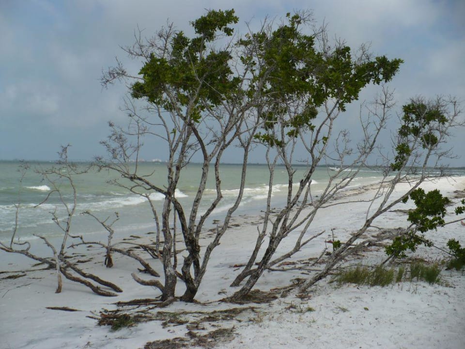 Gehölz am Strand Hotel Pink Shell Beach Resort