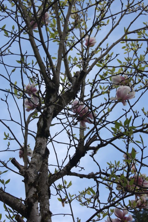 Unser Magnolienbaum /Aussicht aus Fewo 2 Ferienwohnungen Wiesenlehen