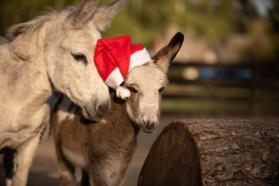 Sonstiges Ferienpark Heidenholz