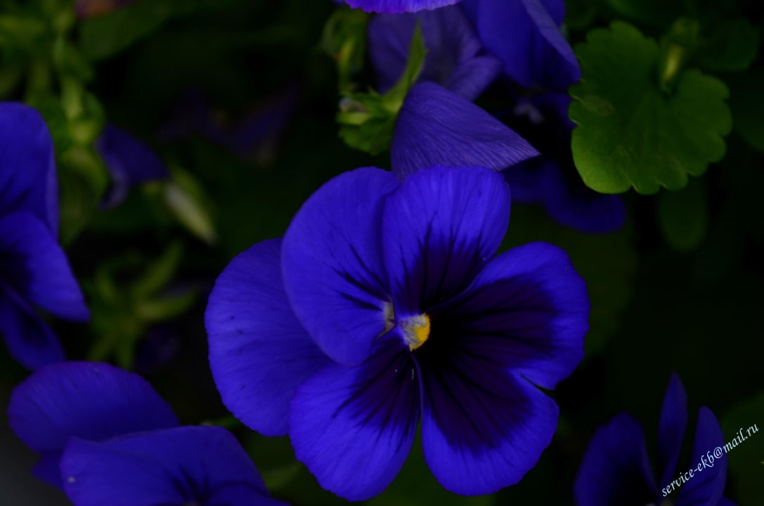 Delphin Imperial Hotel Delphin Imperial