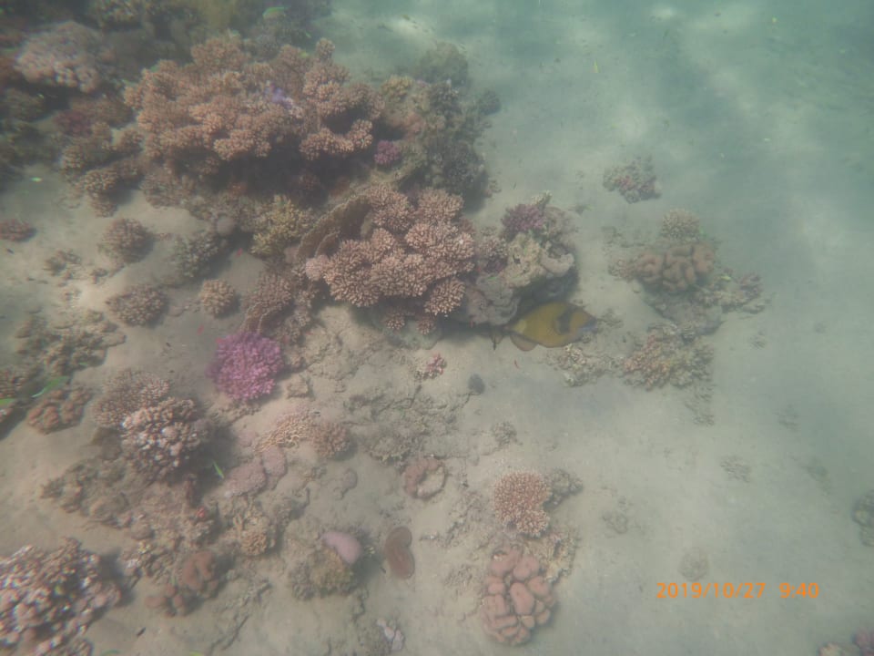 Strand Coral Sun Beach