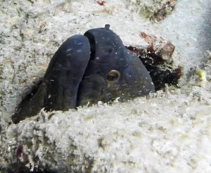 Sonstiges Three Corners Equinox Beach Resort