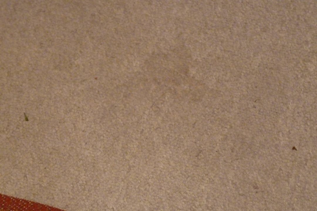 Fleckiger Teppichboden Guesthouse The Thorntree Country House