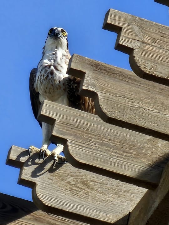 Pool Hotel Three Corners Ocean View prestige - Adults only